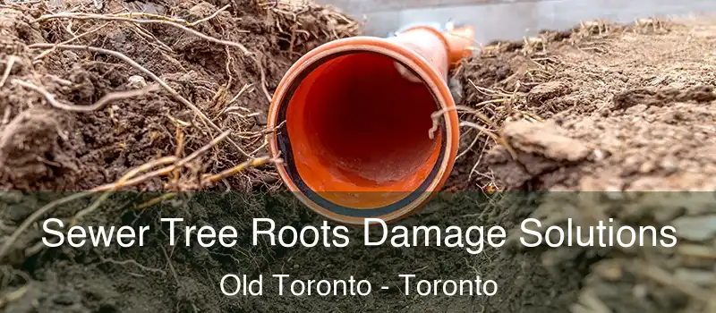  Sewer Tree Roots Damage Solutions Old Toronto - Toronto